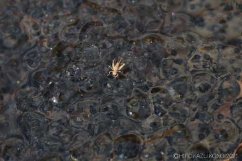 キンヒバリ0217-1.JPG