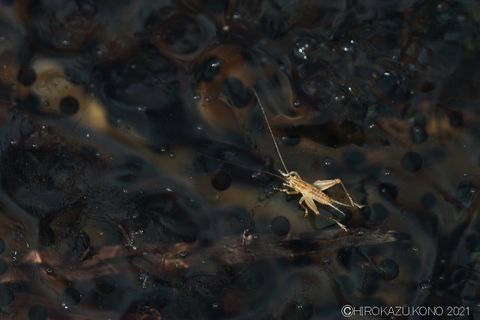 キンヒバリ0217-2.JPG