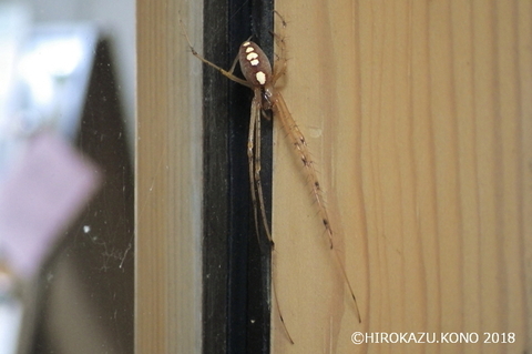 キンヨウグモ1120-1_1.jpg