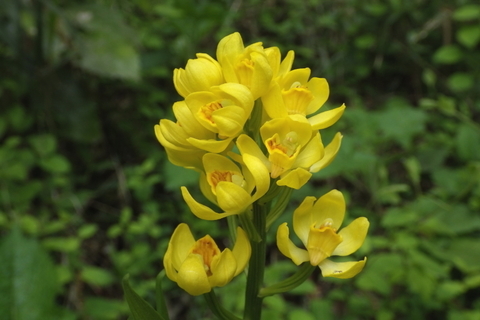 キンラン0416-1.JPG