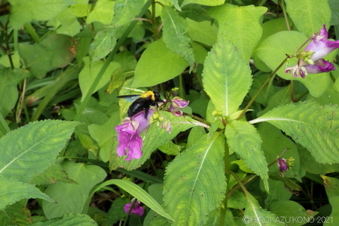 クマバチ0917-1.JPG
