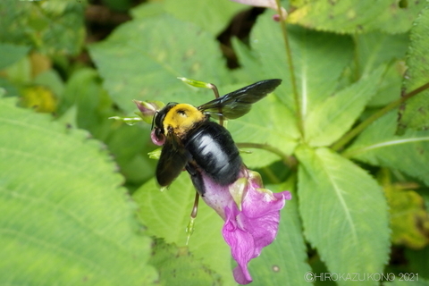 クマバチ0917-2.JPG
