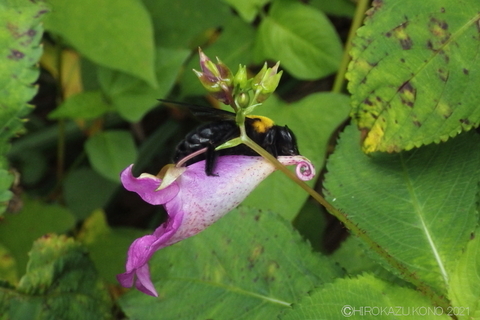 クマバチ0917-3.JPG