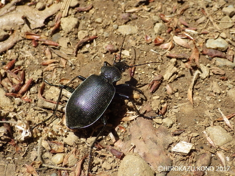 クロカタビロオサムシ0429-2_1.jpg