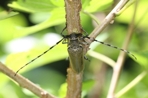 クワカミキリ0803-3.JPG