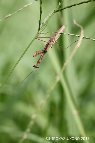コカマキリ0913_1.jpg