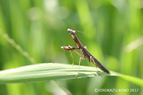 コカマキリ0914_1.jpg