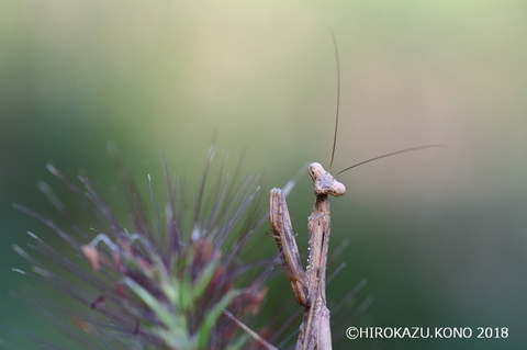 コカマキリ0919-1_1.jpg