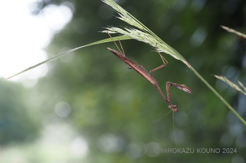 コカマキリ1002-1.jpg