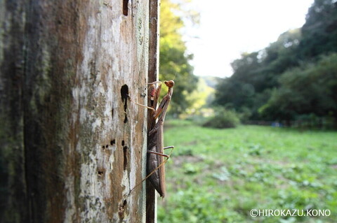 コカマキリ1003-1_1.jpg