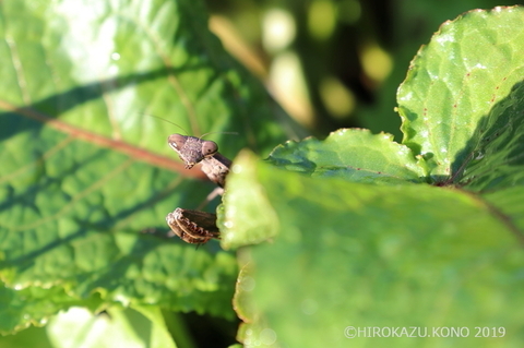 コカマキリ1110-1_1.jpg