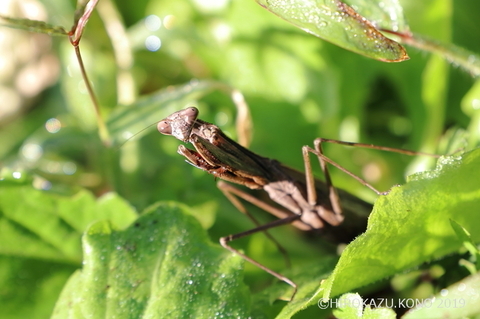 コカマキリ1110-2_1.jpg