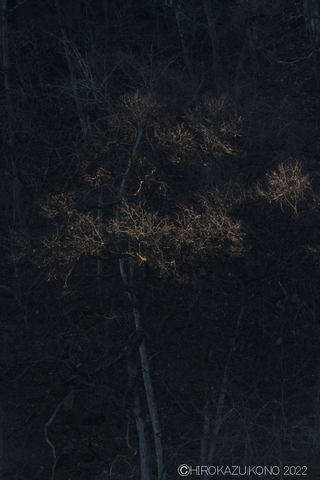 コナラの冬の花1215-1.JPG