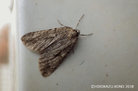 サザナミフユナミシャク1226-1_1.jpg