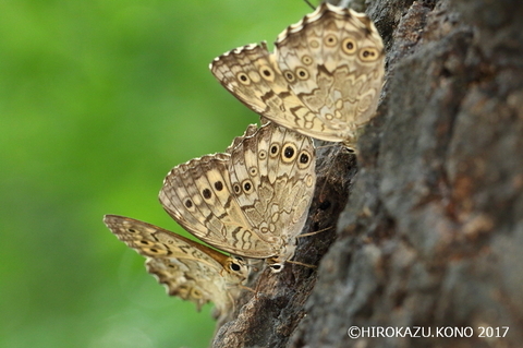 サトキマダラヒカゲ0824-3_1.jpg