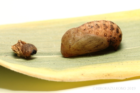 サトキマダラヒカゲ1123-1_1.jpg