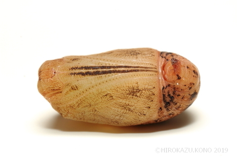 サトキマダラヒカゲ1123-2_1.jpg