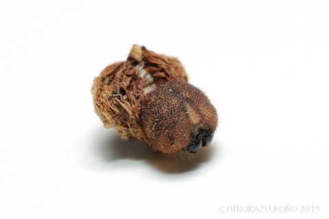 サトキマダラヒカゲ1123-4_1.jpg