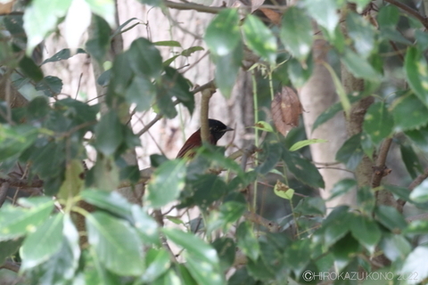 サンコウチョウ0928.JPG