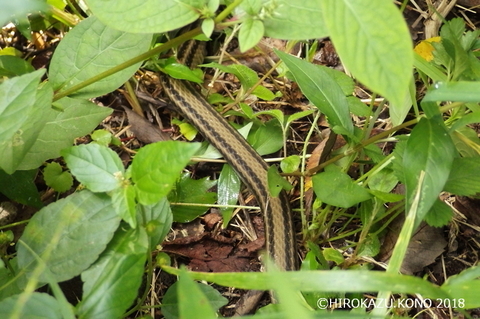 シマヘビ0922-1_1.jpg