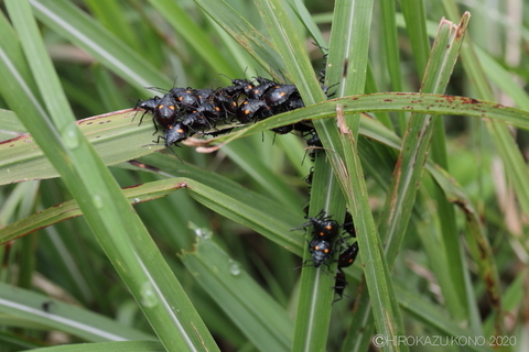 シロヘリクチブトカメムシ0919-2_1.jpg