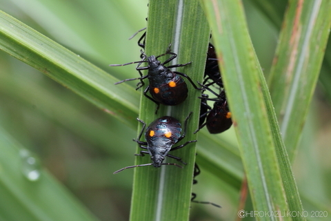 シロヘリクチブトカメムシ0919-3_1.jpg