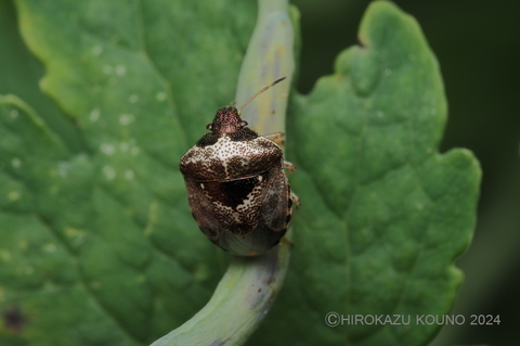 ズグロシラホシカメムシ0912-2.jpg