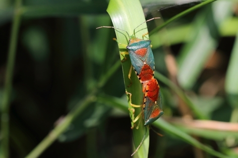 セアカツノカメムシ0614-1.JPG