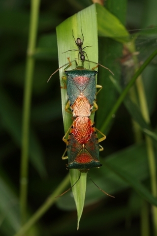 セアカツノカメムシ0614-2.JPG