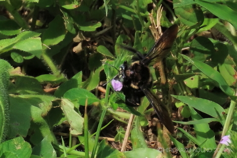 タイワンタケクマバチ0906-2.JPG