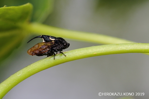 タケウチトゲアワフキ0523-3_1.jpg