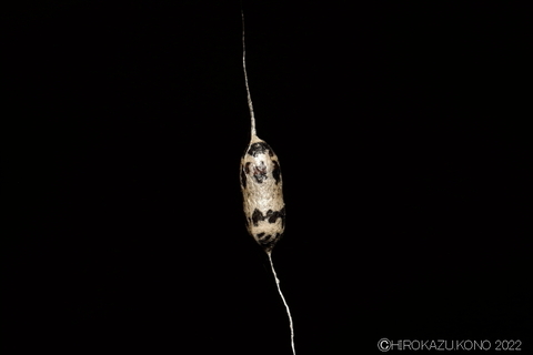 チビアメバチの仲間の繭0601.JPG