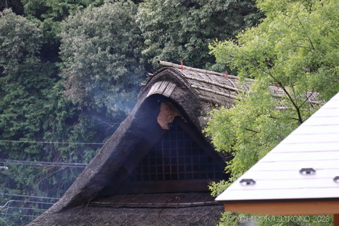 チャイロスズメバチ0926.JPG