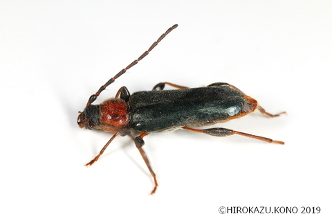 チャイロホソヒラタカミキリ0420-1_1.jpg