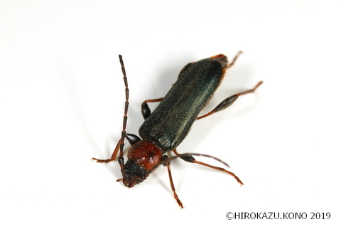 チャイロホソヒラタカミキリ0420-2_1.jpg