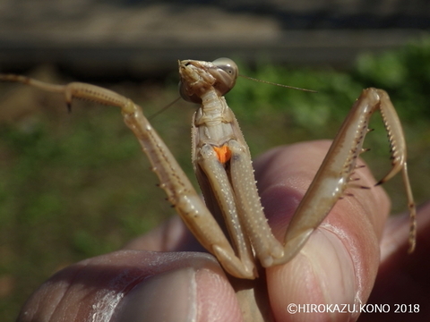 チョウセンカマキリ1020-2_1.jpg