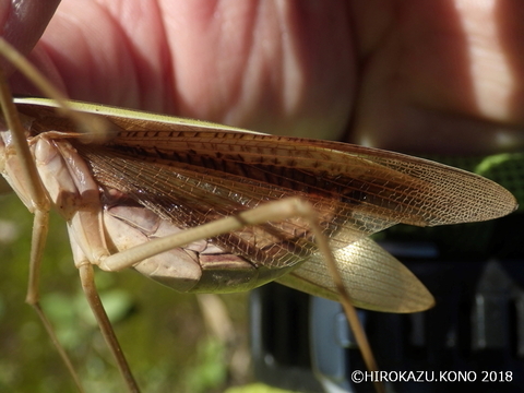 チョウセンカマキリ1020-3_1.jpg