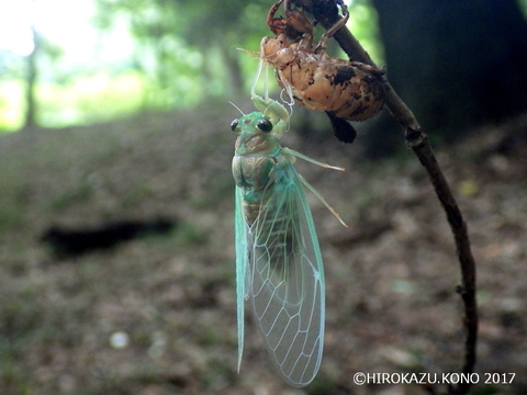 ツクツクボウシ0819_1.jpg