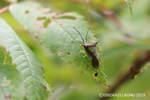 ツノアカツノカメムシ0825_1.jpg