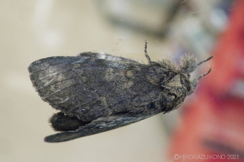 ナカキシャチホコ0903.JPG