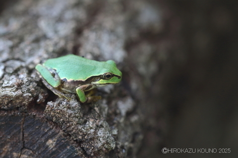 ニホンアマガエル_宮崎県.JPG