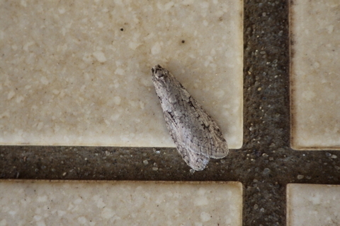 ハイイロフユハマキ0218-1.JPG