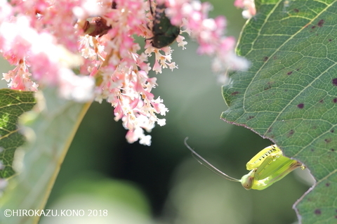 ハラビロカマキリ0919_1.jpg