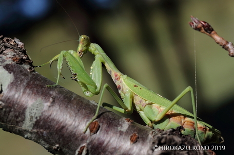 ハラビロカマキリ1023_1.jpg