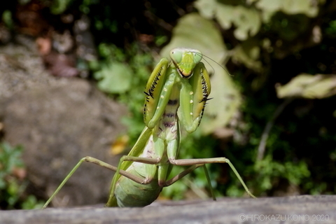 ハラビロカマキリ1024.JPG
