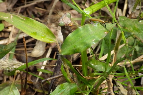 ハラビロカマキリ1027-1.JPG