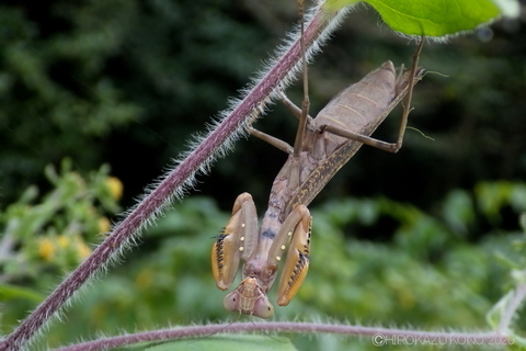 ハラビロカマキリ1027.JPG