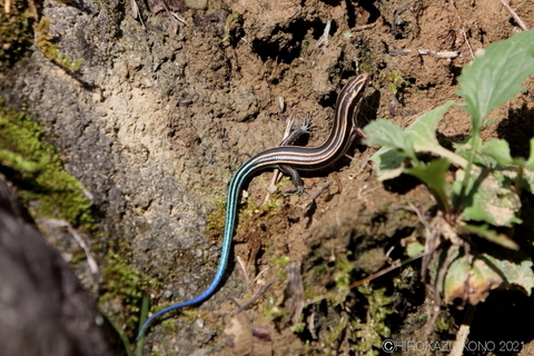 ヒガシニホントカゲ0910-1.JPG