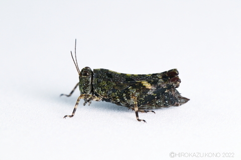 ヒシバッタ0728-3.JPG