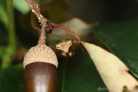 ヒメカマキリ0929.JPG